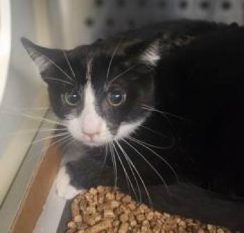 Domestic Short Hair Cats Available for Adoption - Joker | PetCurious