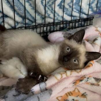 Kiki -  Siamese Cat for Adoption in Leander, Texas - Kiki | PetCurious