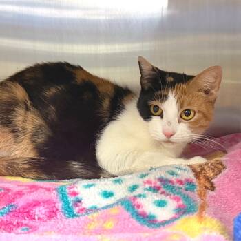 Rescue Domestic Short Hair Cats for Adoption in York, Pennsylvania - Kitty Moon | PetCurious