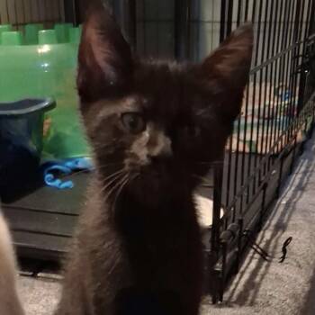 Tiddlywinks -  Domestic Short Hair Cat for Adoption in Parkersburg, West Virginia - Tiddlywinks | PetCurious