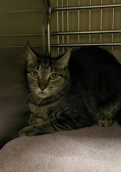 Perilla -  Domestic Short Hair Cat for Adoption in Vancouver, Washington - Perilla | PetCurious