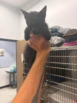 Edgar -  Domestic Short Hair Cat for Adoption in Republic, Missouri - Edgar | PetCurious