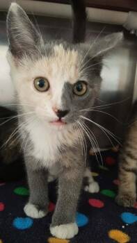Oogie Boogie -  Domestic Short Hair Cat for Adoption in Georgetown, Ohio - Oogie Boogie | PetCurious