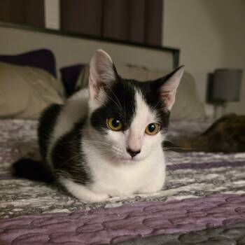 Rescue Domestic Short Hair Cats for Adoption in Fort Worth, Texas - Pita Chip | PetCurious