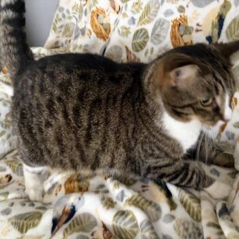Dora -  Domestic Short Hair Cat for Adoption in Carmel, Indiana - Dora | PetCurious