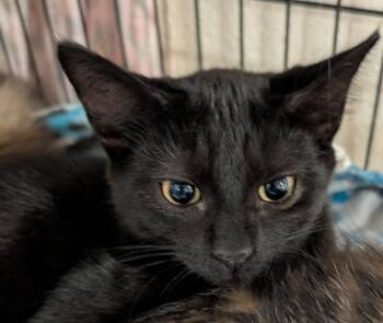 CLYDE -  Domestic Short Hair Cat for Adoption in Elizabethton, Tennessee - CLYDE | PetCurious