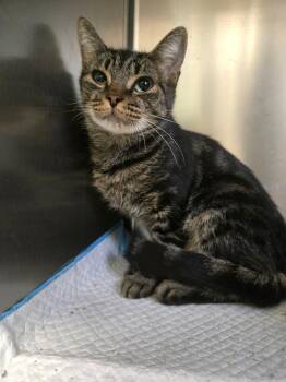 Tallulah - at Petsense Madison Hgts -  Domestic Short Hair Cat for Adoption in Amherst, Virginia - Tallulah - At Petsense Madison Hgts | PetCurious
