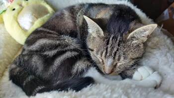 Tabby and Domestic Short Hair Cats Available for Adoption in College Station, Texas - Pretti Gurl | PetCurious