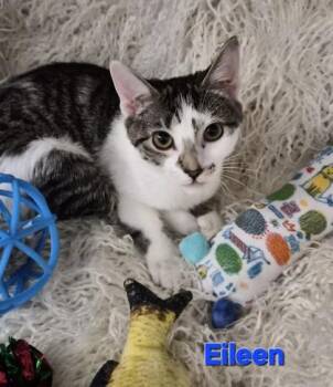 Eileen -  Domestic Short Hair Cat for Adoption in Conway, South Carolina - Eileen | PetCurious