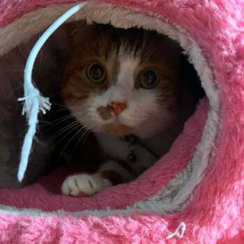 Sugar -  Domestic Short Hair Cat for Adoption in Stephenville, Texas - Sugar | PetCurious