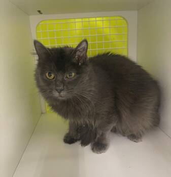 Domestic Medium Hair Cats Available for Adoption - Graciela 7598 | PetCurious