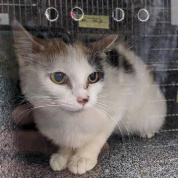 Gooseberry -  Domestic Short Hair Cat for Adoption in Salt Lake City, Utah - Gooseberry | PetCurious