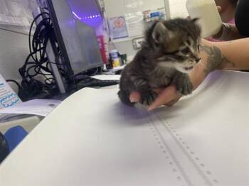 Domestic Short Hair Cats Available for Adoption in Rosenberg, Texas - MOCHI | PetCurious