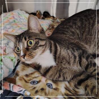 Pineapple -  Domestic Short Hair Cat for Adoption in Dearborn, Michigan - Pineapple | PetCurious
