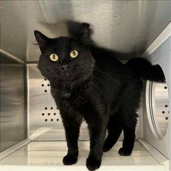 Rescue Domestic Medium Hair Cats for Adoption in Hannibal, Missouri - Brownie | PetCurious