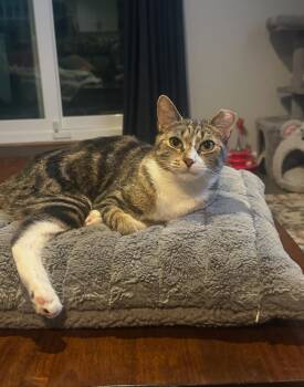 Rescue Domestic Short Hair Cats for Adoption in Port Chester, New York - Bunny | PetCurious