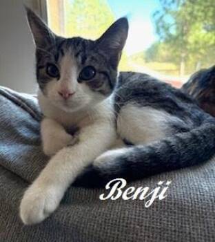 Rescue Tabby Cats for Adoption in Southern Pines, North Carolina - Benji | PetCurious