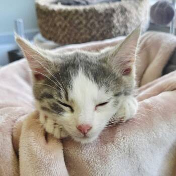 Cactus Jack (Bonded w/ Mankind) -  Domestic Short Hair Cat for Adoption - Cactus Jack (Bonded W/ Mankind) | PetCurious