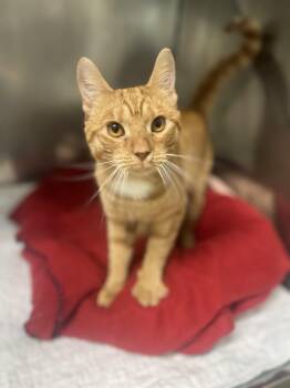 Rescue Domestic Short Hair Cats for Adoption in Media, Pennsylvania - Jax | PetCurious