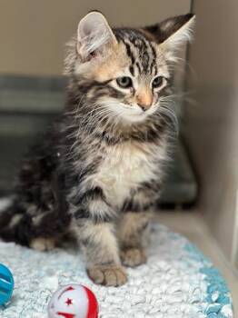 Blaze-61287860 -  Domestic Medium Hair Cat for Adoption in Elko, Nevada - Blaze-61287860 | PetCurious