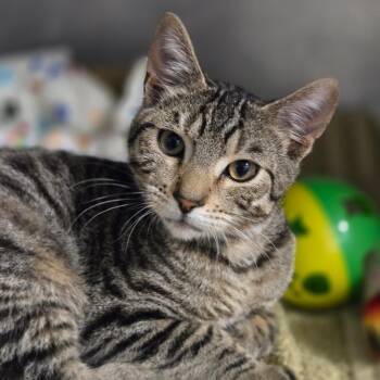 Domestic Short Hair Cats Available for Adoption - Vegeta | PetCurious