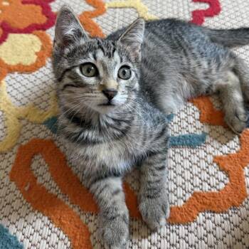 Mickey -  Domestic Short Hair Cat for Adoption in Denison, Texas - Mickey | PetCurious