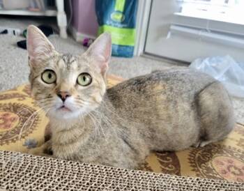 Rescue Domestic Short Hair Cats for Adoption in Fort Worth, Texas - Margarita (pre Adopt) | PetCurious