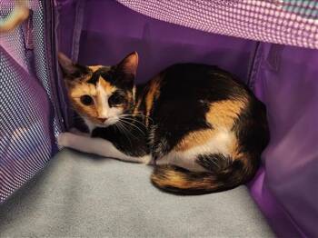 Rescue Domestic Short Hair Cats for Adoption in Houston, Texas - A644057 | PetCurious