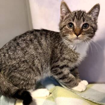 Penta -  Domestic Short Hair Cat for Adoption in Fredericksburg, Virginia - Penta | PetCurious