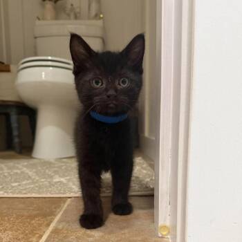 Blue (Blue) -  Domestic Short Hair Cat for Adoption in Ferndale, Washington - Blue (Blue) | PetCurious