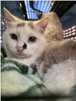 Prissy -  Domestic Short Hair Cat for Adoption in Marshall, North Carolina - Prissy | PetCurious