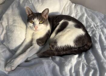 Domestic Short Hair Cats Available for Adoption in Reston, Virginia - Cara | PetCurious