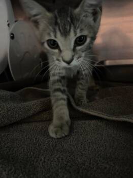 Dove -  American Shorthair Cat for Adoption in Rockport, Texas - Dove | PetCurious