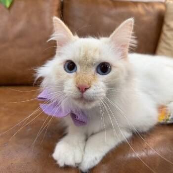 Siamese and Domestic Long Hair Cats Available for Adoption - Fiona Snugglebug Starry-Eyes Princess | PetCurious