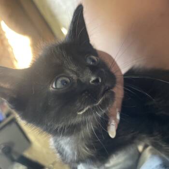 Rescue Domestic Short Hair Cats for Adoption in Tipton, Iowa - Chip | PetCurious