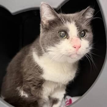Potato -  Domestic Short Hair Cat for Adoption in Titusville, Florida - Potato | PetCurious