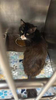 Jethro -  Domestic Long Hair Cat for Adoption in Republic, Missouri - Jethro | PetCurious