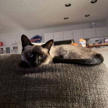Zelda -  Siamese Cat for Adoption - Zelda | PetCurious
