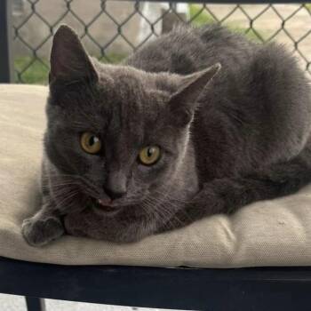 Russian Blue Cats Available for Adoption - Dolly | PetCurious