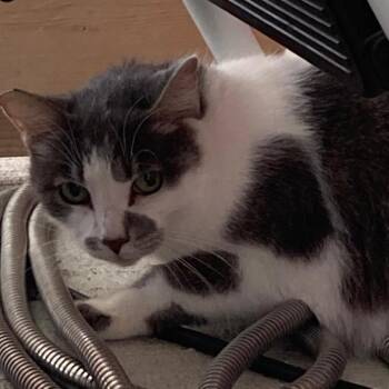 Ginger -  Domestic Short Hair Cat for Adoption in Buffalo, Wyoming - Ginger | PetCurious