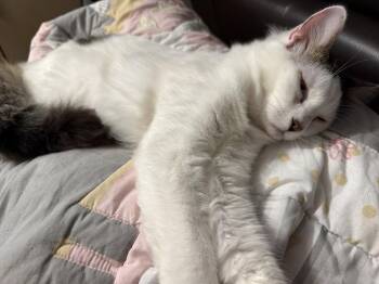 BONDED PAIR: Itsy Bitsy & Mothball -  Domestic Long Hair and Domestic Short Hair Cat for Adoption in Naples, Florida - BONDED PAIR: Itsy Bitsy & Mothball | PetCurious