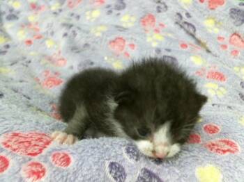 Domestic Short Hair Cats Available for Adoption in Houston, Texas - A2071787 | PetCurious