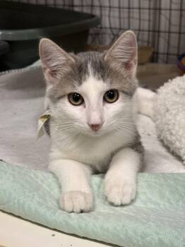 Acorn (Courtesy Listing) -  Domestic Short Hair Cat for Adoption in Williamsburg, Iowa - Acorn (Courtesy Listing) | PetCurious