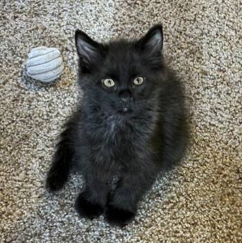 Nick Biermann Schneider -  Domestic Short Hair Cat for Adoption in Morrison, Colorado - Nick Biermann Schneider | PetCurious