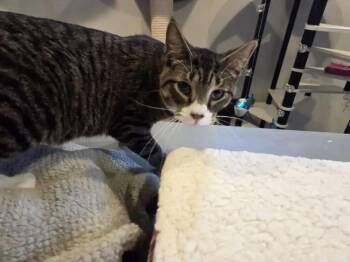 Domestic Short Hair Cats Available for Adoption in Wyoming, Michigan - Phoenix | PetCurious