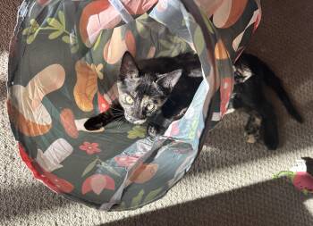 Candy - Sweet as Her Name -  Tortoiseshell Cat for Adoption in Prescott, Arizona - Candy - Sweet As Her Name | PetCurious