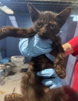 NIGIRI -  Domestic Short Hair Cat for Adoption in San Bernardino, California - NIGIRI | PetCurious