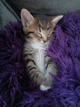 Passion Fruit -  Domestic Short Hair Cat for Adoption in Van Wert, Ohio - Passion Fruit | PetCurious