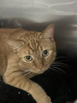 Domestic Short Hair Cats Available for Adoption - Yuca | PetCurious