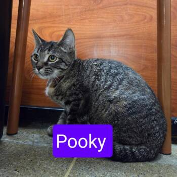 Pooky -  Domestic Short Hair Cat for Adoption in Buffalo, New York - Pooky | PetCurious